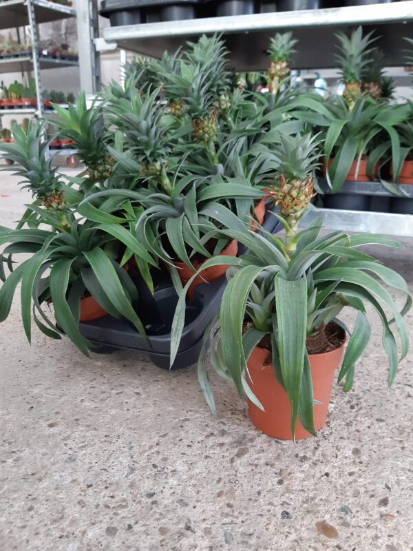 Ananas Comosus p.12