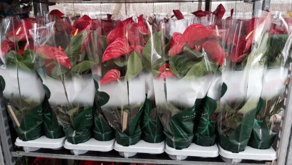 Anthurium Mix p.14 - Imagen 2