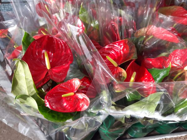 Anthurium Mix p.14 - Imagen 5