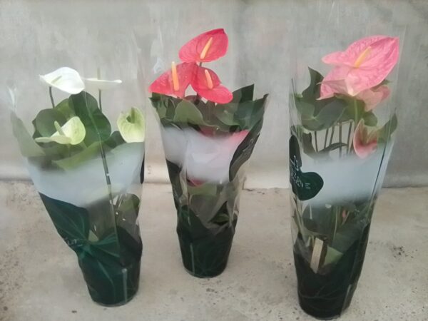 Anthurium Mix p.14 - Imagen 3
