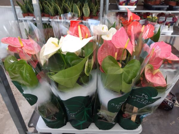 Anthurium Mix p.14