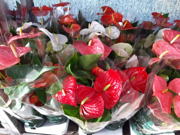 Anthurium Turenza p.17 70 cm - Imagen 4
