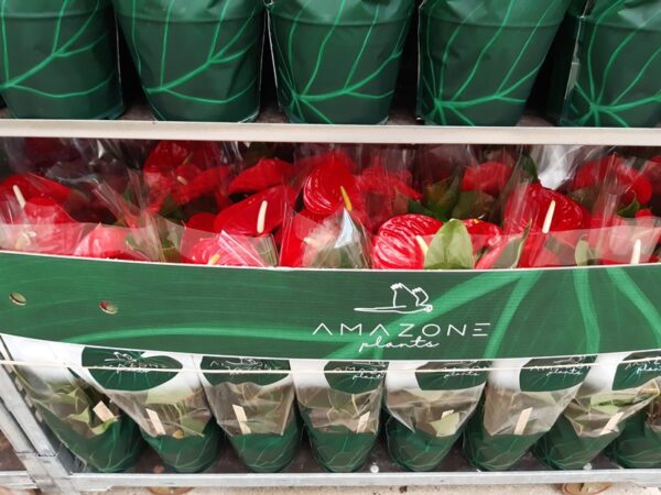 Anthurium Turenza p.17 70 cm - Imagen 7