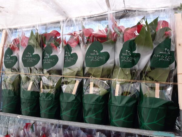 Anthurium Turenza p.17 70 cm - Imagen 6