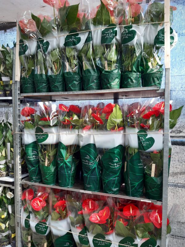 Anthurium Turenza p.17 70 cm