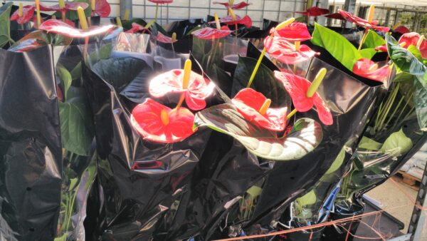 Anthurium Turenza p.17 70 cm - Imagen 2
