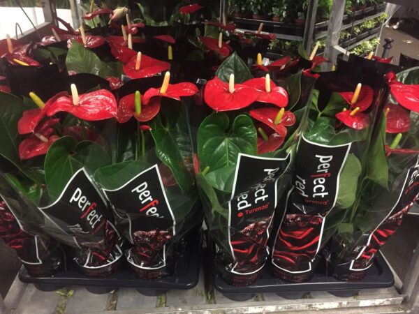 Anthurium Turenza p.17 70 cm - Imagen 3