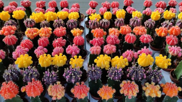 Cactus Gymnocalycium