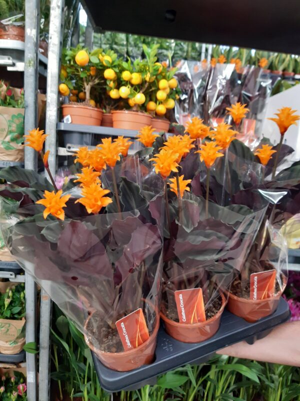 Calathea Crocata p.14