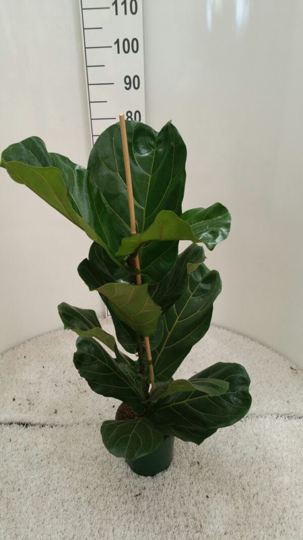 Ficus Lyrata p.17