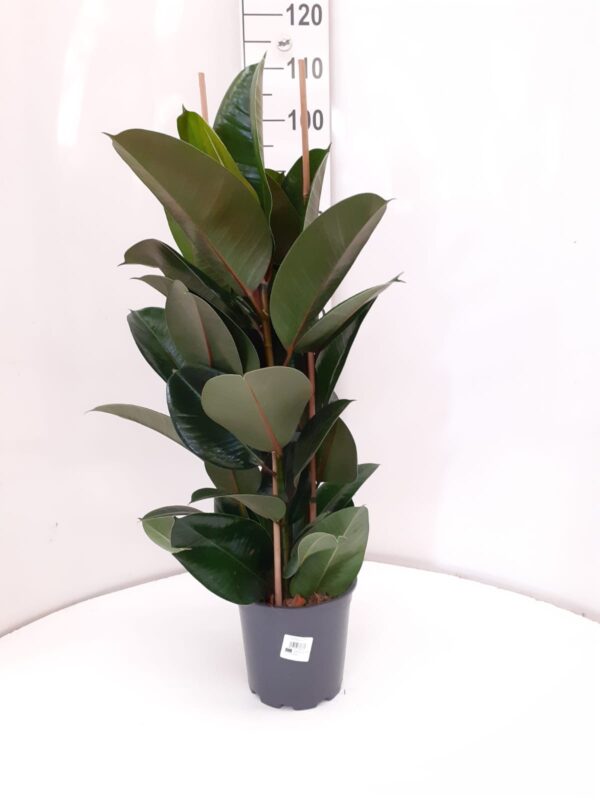 Ficus Robusta 3 Cañas