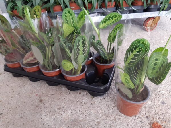 Marantha Mix p.12 - Imagen 5