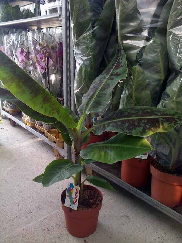 Musa Cavendish 120 cm - Imagen 4