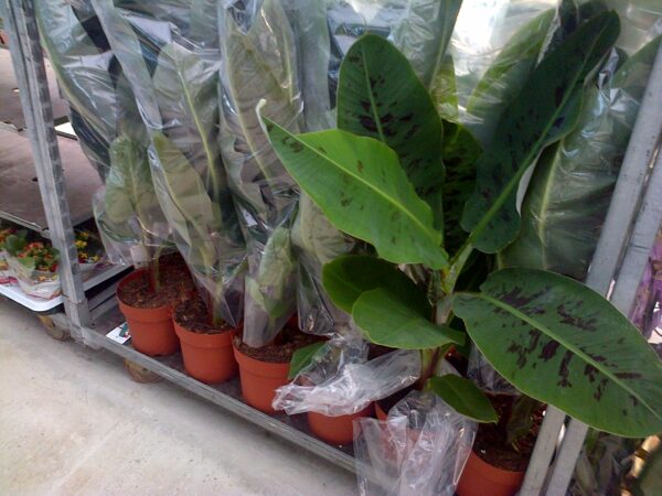 Musa Cavendish 120 cm - Imagen 3