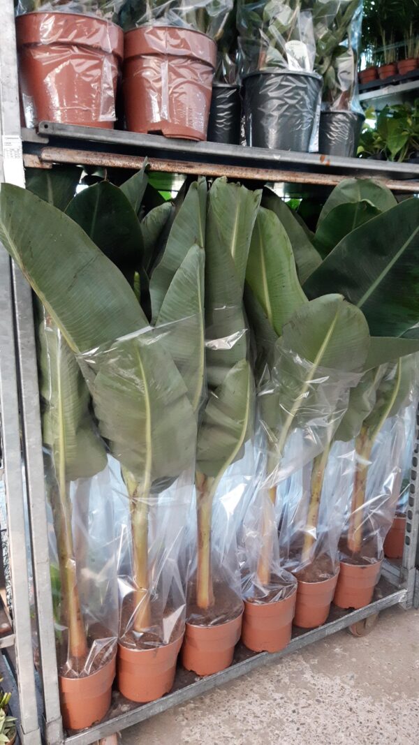 Musa Cavendish 120 cm