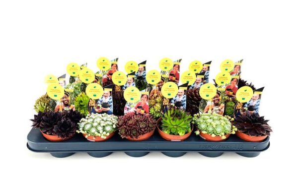 Sempervivum Mix p.9