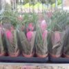 Tillandsia Cyanea p.9 - Imagen 6