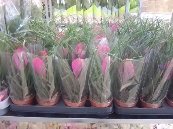 Tillandsia Cyanea p.9 - Imagen 6