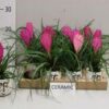 Tillandsia Cyanea p.9 - Imagen 5