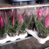 Tillandsia Cyanea p.9