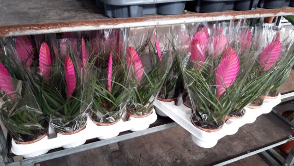 Tillandsia Cyanea p.9