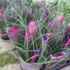 Tillandsia Cyanea p.9 - Imagen 4