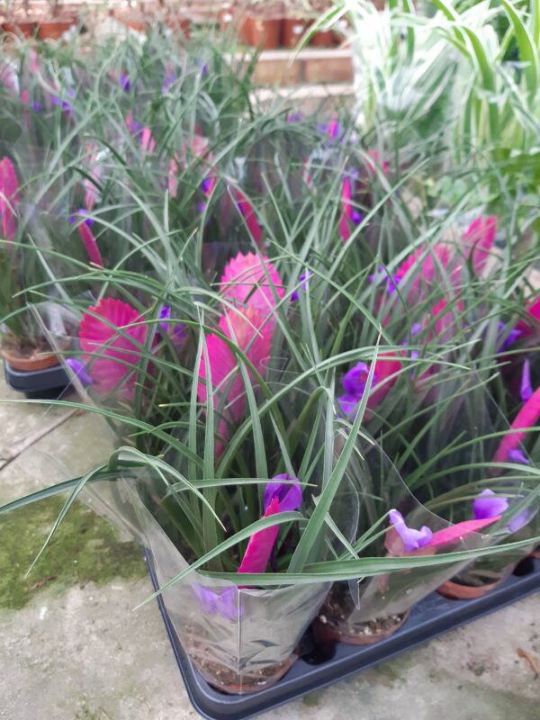 Tillandsia Cyanea p.9 - Imagen 4