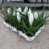 Tillandsia Cyanea p.9 - Imagen 3