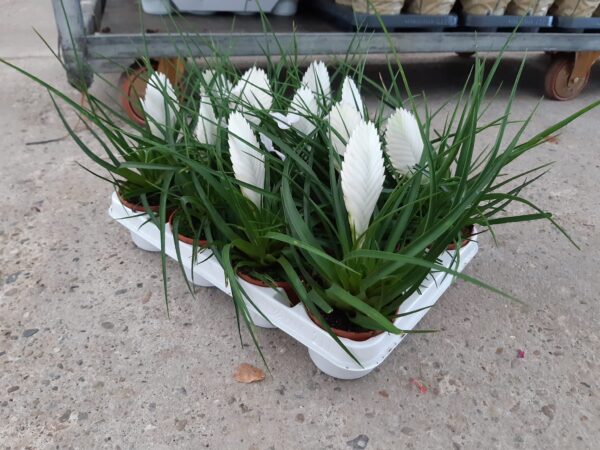 Tillandsia Cyanea p.9 - Imagen 3