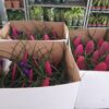 Tillandsia Cyanea p.9 - Imagen 2