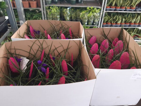 Tillandsia Cyanea p.9 - Imagen 2